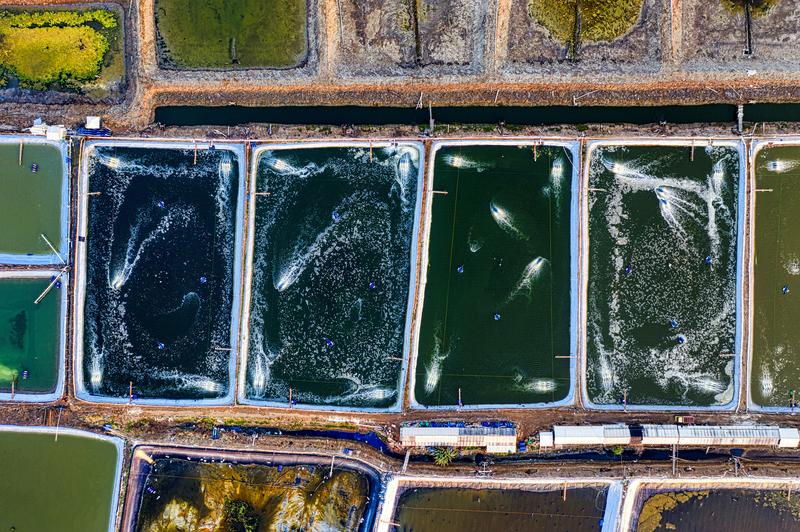 Aerial view of commercial aquaculture ponds with aerators — fish and shrimp farming