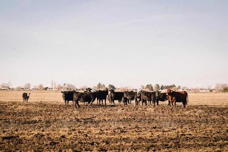 Cattle herd on Texas rangeland — agricultural operations protected by 1-D-1 tax valuations