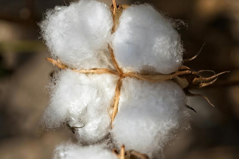 Texas cotton bolls ready for harvest — crop production for agricultural tax valuation