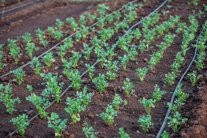Drip irrigation lines on young crop seedlings — irrigated agriculture in Texas