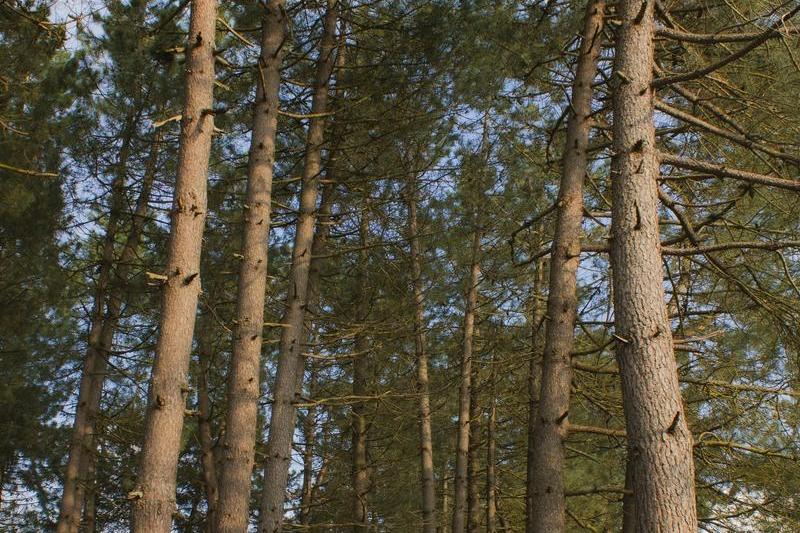Pine timber plantation in East Texas — managed timberland qualifying for 1-D-1T valuation